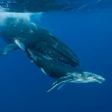 Diving Whales