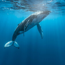 Diving Whales
