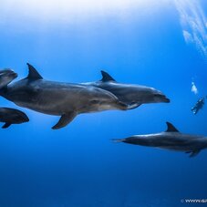 rangiroa diving dolphins