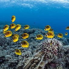 Yellow Fish