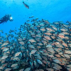 Fakarava Diving