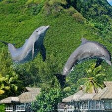 Moorea dolphin program1