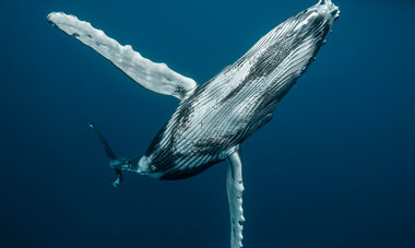 Diving Whales Diving Whales