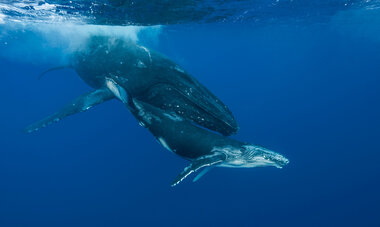 Diving Whales Diving Whales