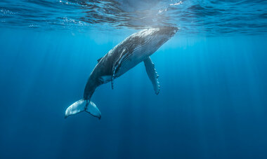 Diving Whales Diving Whales