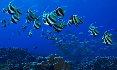 FAV DIVING-T FAV DIVING1
