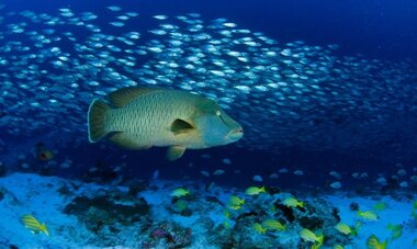 FAV DIVING-T FAV DIVING2