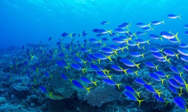 RGI DIVING-T RGI DIVING1